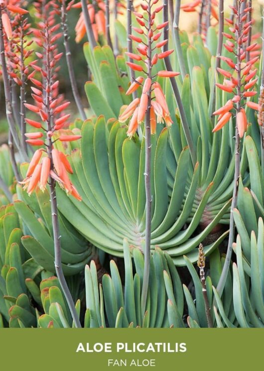 Aloe 'Fan Aloe'