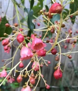 The Brachychiton 'Bella Donna' 8" Pot features pink and red flower buds on thin branches, standing out vividly against a blurred backdrop.