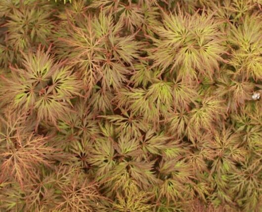 Acer 'Brocade' Japanese Maple