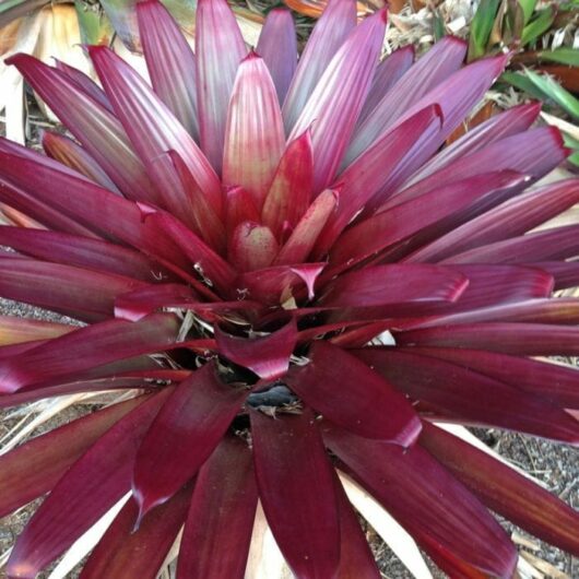 Alcantarea 'Divine Plum' Bromeliad