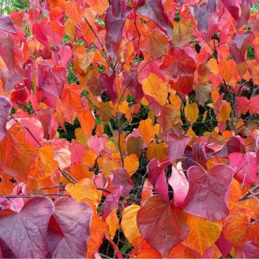Cercis 'Merlot' Eastern Redbud 16" Pot
