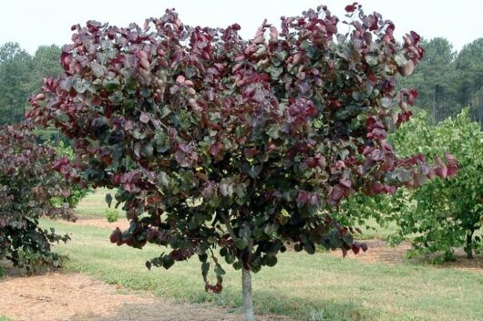 Cercis 'Merlot' Eastern Redbud 16" Pot