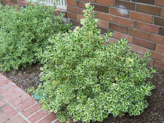 Coprosma 'Marble Queen' 6" Pot