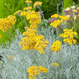 The Helichrysum 'Curry Plant' in a 6" pot showcases yellow blooms atop silvery foliage, with other colorful plants enhancing the vibrant garden setting.