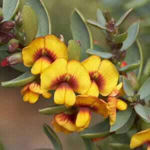 Close-up of Eutaxia 'Bacon and Egg Plant' 6" Pot, featuring vibrant yellow pea flowers with dark red centers, surrounded by lush green oval leaves.