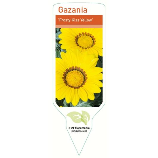 Plant label displaying two yellow Gazania 'Kiss™ Frosty Yellow' flowers with green leaves in a 6" pot, featuring identification details from floramedia at the bottom.