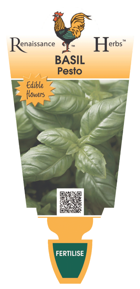Basil 'Pesto' 4" Pot