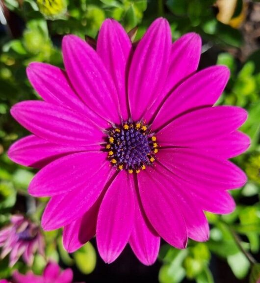 Osteospermum African Daisy 'Assorted Varieties' 8" Pot