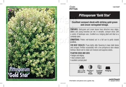Pittosporum 'Gold Star' 6" Pot