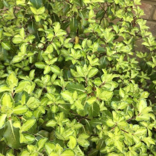 Pittosporum 'Gold Star' 6" Pot