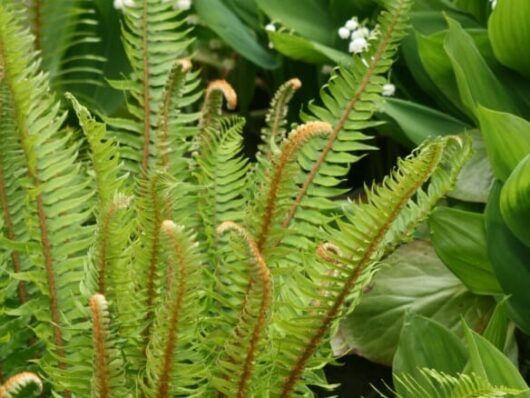 Polystichum 'Western Sword Fern' 6" Pot