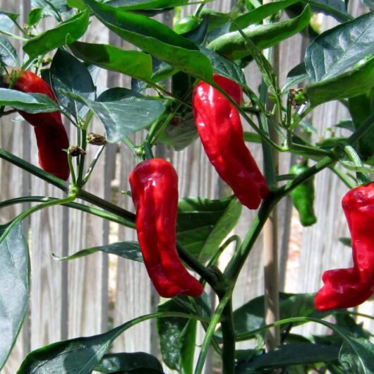 Capsicum 'Shishito' Chilli Pepper 4" Pot