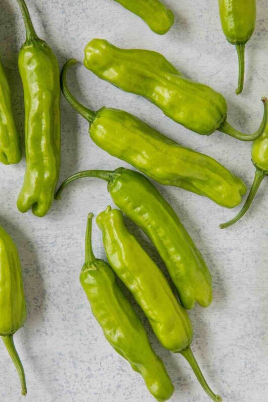 Several Capsicum 'Shishito' chilli peppers are scattered on a light gray surface.