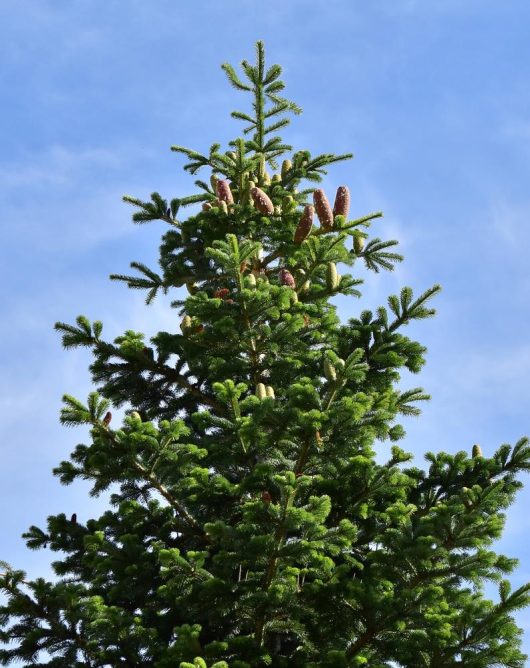 christmas trees evergreen conifer pine growing outdoors with cones abies caucasian fir nordmann fir