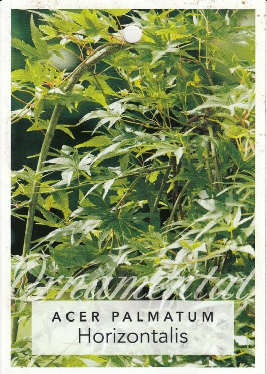 Acer 'Horizontalis' Japanese Maple (Standard) 13" Pot