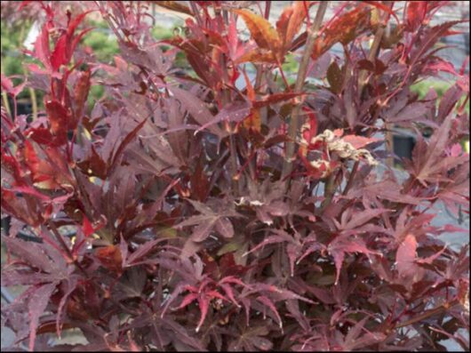 Acer 'Skeeters Broom' Japanese Maple (Standard) 16" Pot