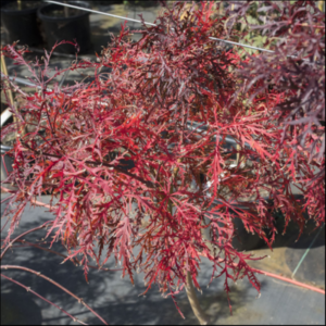 palmatum dissectum