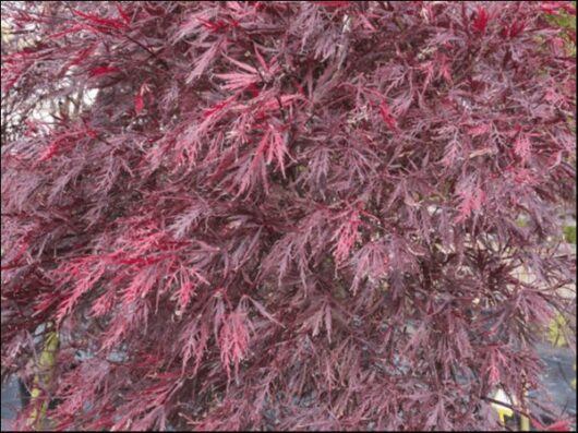 Acer 'Stella Rossa' Japanese Maple