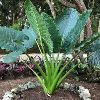 Tropical plant with large, fan-shaped green leaves in a garden setting with foliage in the background. Alocasia Giant Taro Giant Elephant Ears