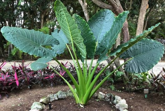 Tropical plant with large, fan-shaped green leaves in a garden setting with foliage in the background. Alocasia Giant Taro Giant Elephant Ears