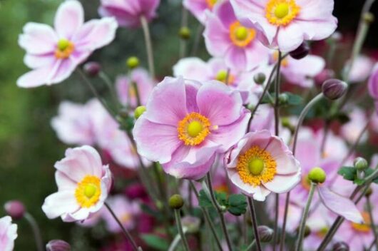Anemone 'Single Pink' Windflower 6" Pot