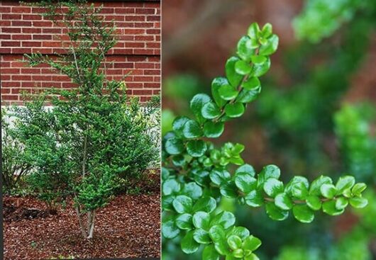 Azara 'Vanilla Tree'