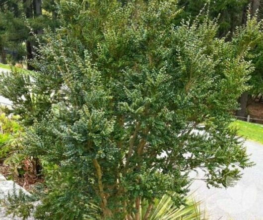 Azara 'Vanilla Tree'