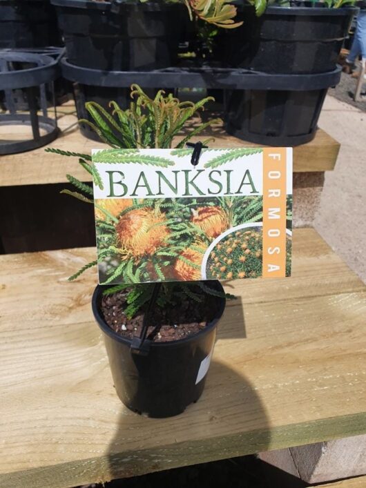 Banksia formosa 'Showy Dryandra' 6'' Pot