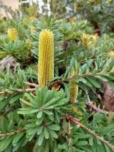 Close-up of a Banksia 'Mini Marg' in an 8" pot, featuring a tall yellow flower spike rising from dense green foliage, ideal for any garden.