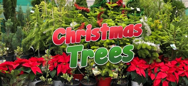 Christmas trees 2021