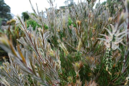 Callistemon 'Summer Days™' Bottle Brush