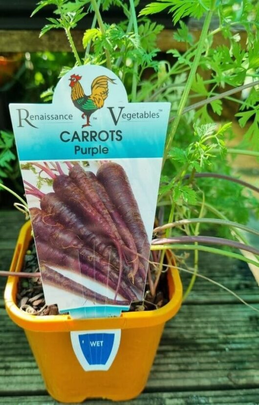 Carrot 'Cosmic Purple' 4" Pot