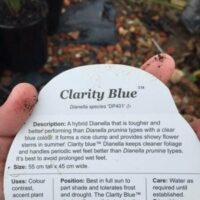 Dianella 'Clarity Blue™' Flax Lily 6" Pot