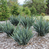 Dianella 'Clarity Blue™' Flax Lily 6" Pot