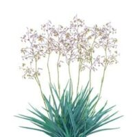 Dianella 'Clarity Blue™' Flax Lily 6" Pot