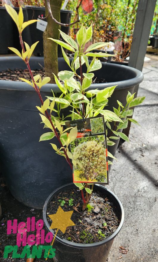 Cornus alba Argenteo marginata Elegantissima Variegated Red Twig Dogwood 8inch pot