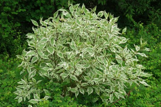 Cornus 'Red Barked/Twig Dogwood' 8" Pot