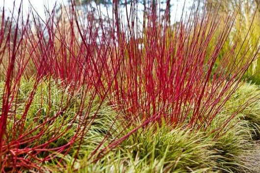 Cornus 'Red Barked/Twig Dogwood' 8" Pot