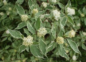 The Cornus 'Red Barked/Twig Dogwood' in an 8" pot features green leaves with white edges, clusters of small white flowers, and unique red stems, making it a perfect garden addition.