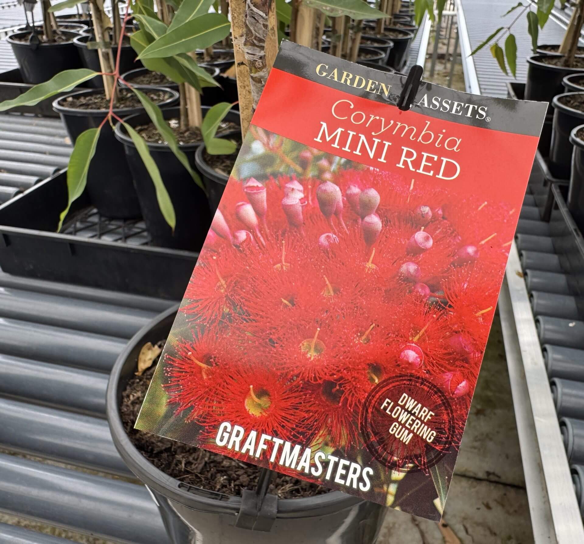 A plant pot labelled Corymbia 'Mini Red' Grafted Gum features vivid red blooms. This dwarf flowering gum by Graftmasters, also called Mini Red Gum, is displayed in a glasshouse setting.
