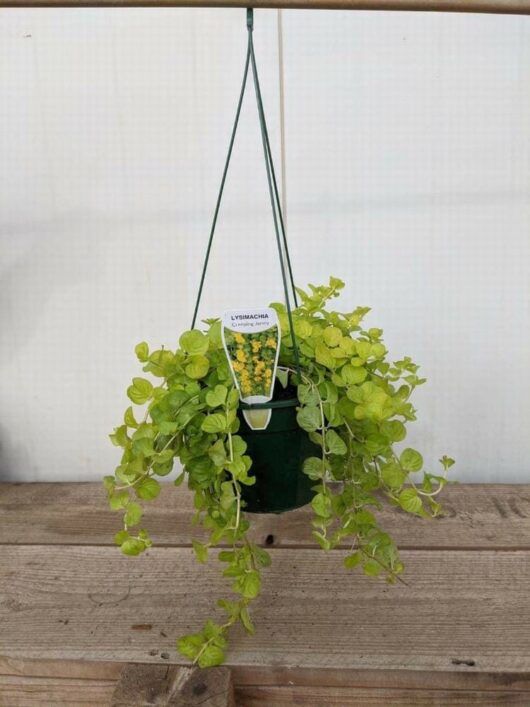 The Lysimachia 'Creeping Jenny' Medium 7" hanging basket displays small, round green leaves elegantly arranged on a wooden surface.