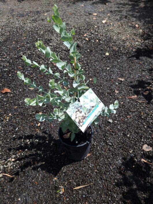 EUCALYPTUS ALBIDA WHITE LEAVED MALLEE GUM 2