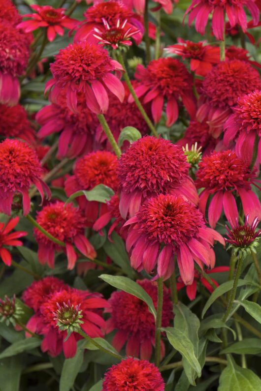 Echinacea 'Double Scoop™ 'Cranberry' Coneflower 6" Pot