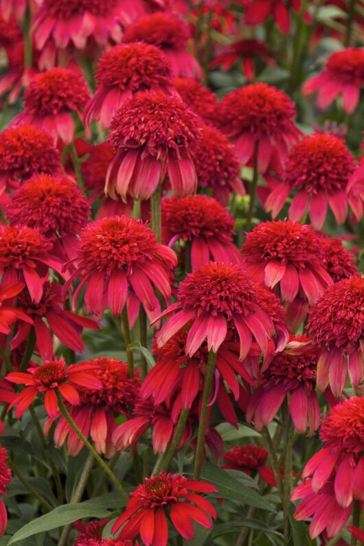 Echinacea 'Double Scoop™ 'Cranberry' Coneflower 6" Pot