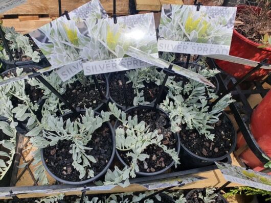 Eremophila 'Silver Spread' 6" Pot