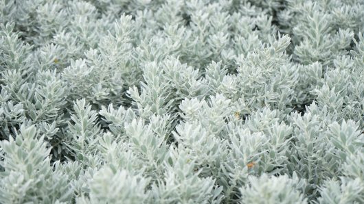 A close-up view of dense, silvery-gray Eremophila 'Kalbarri Carpet' foliage, possibly a type of ornamental garden plant.