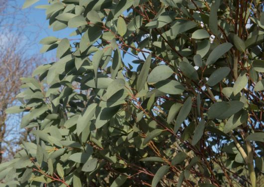 Eucalyptus pauciflora Snow Gum leaves blue grey australian native gum tree