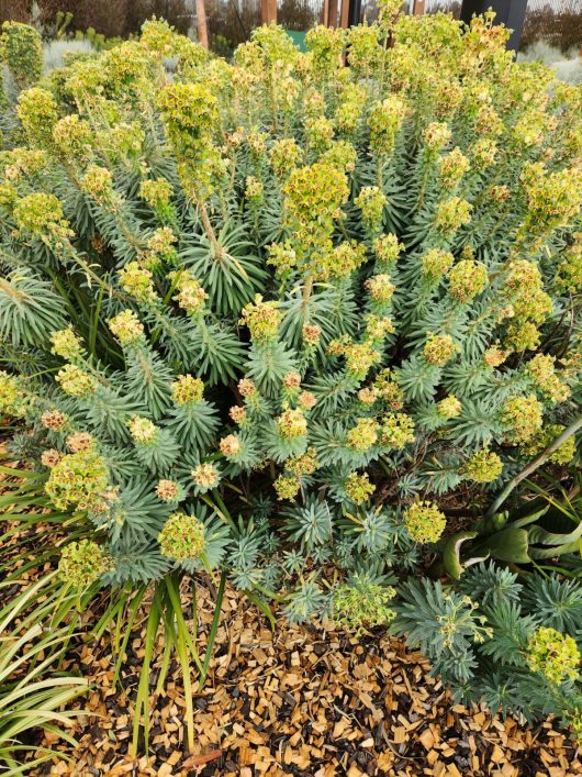 Euphorbia × martini Martin’s spurge shrub flowering in a park with tanbark and yellow flowers with red centres
