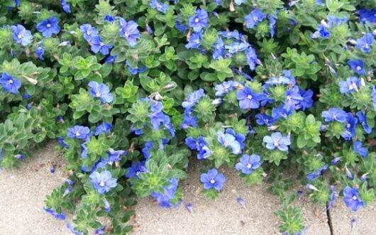 Evolvulus 'Blue My Mind®' 6" Pot