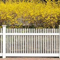 A white picket fence stands before bushes of vibrant yellow flowers, with the Paulownia 'Empress Tree' 8" Pot adding a unique touch to the scene.